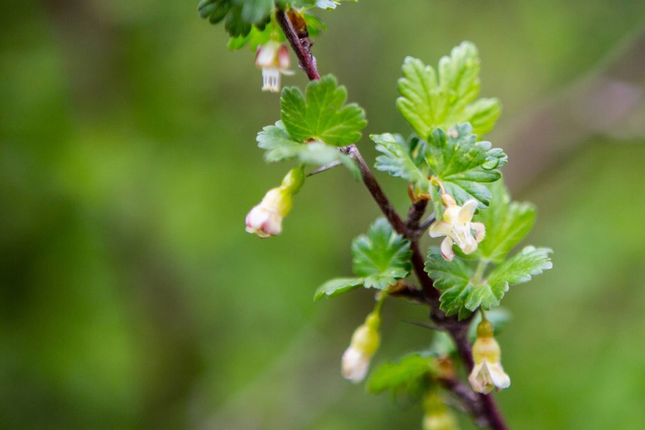Куст крыжовника весной