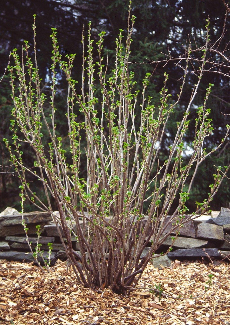 Куст смородины весной