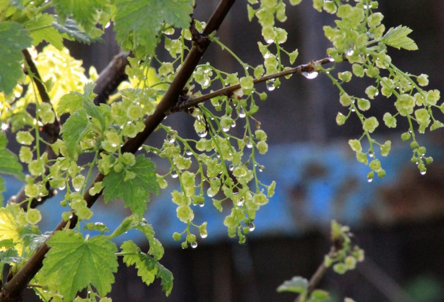 Моховая смородина цветение