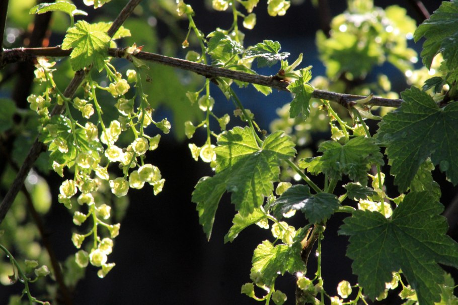 Моховая смородина цветение