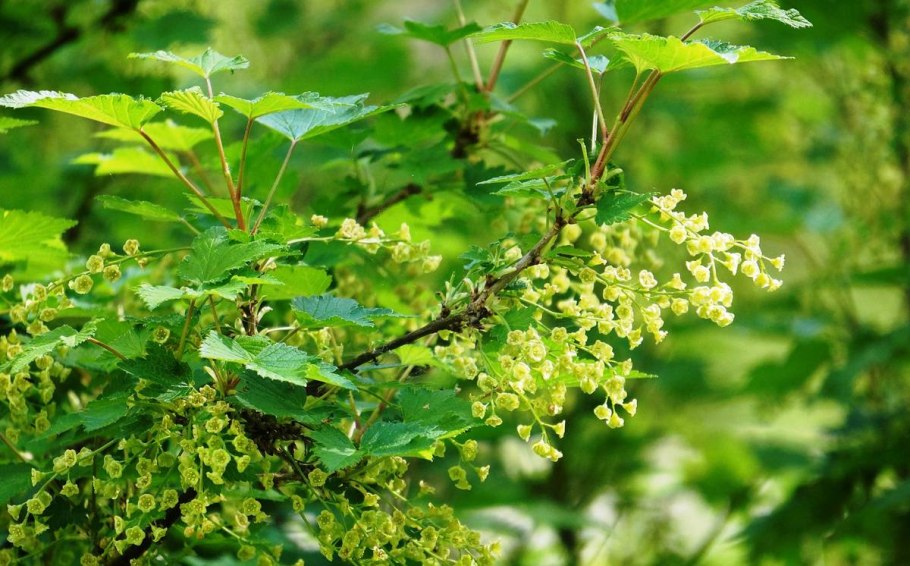 Обрезка смородины после сбора урожая схема