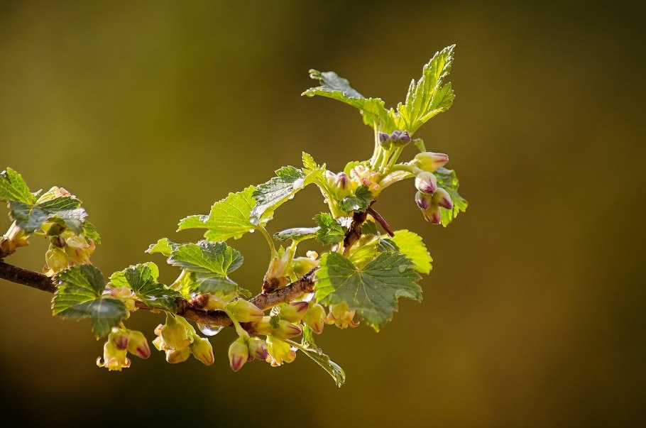 Смородина Весна
