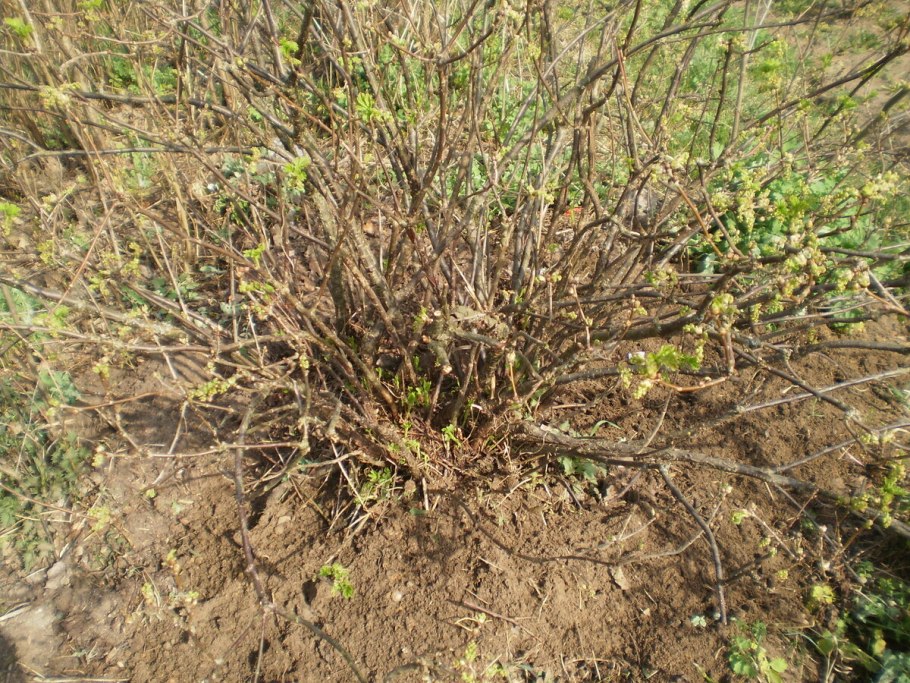 Смородина "ощетиненная" дендрология