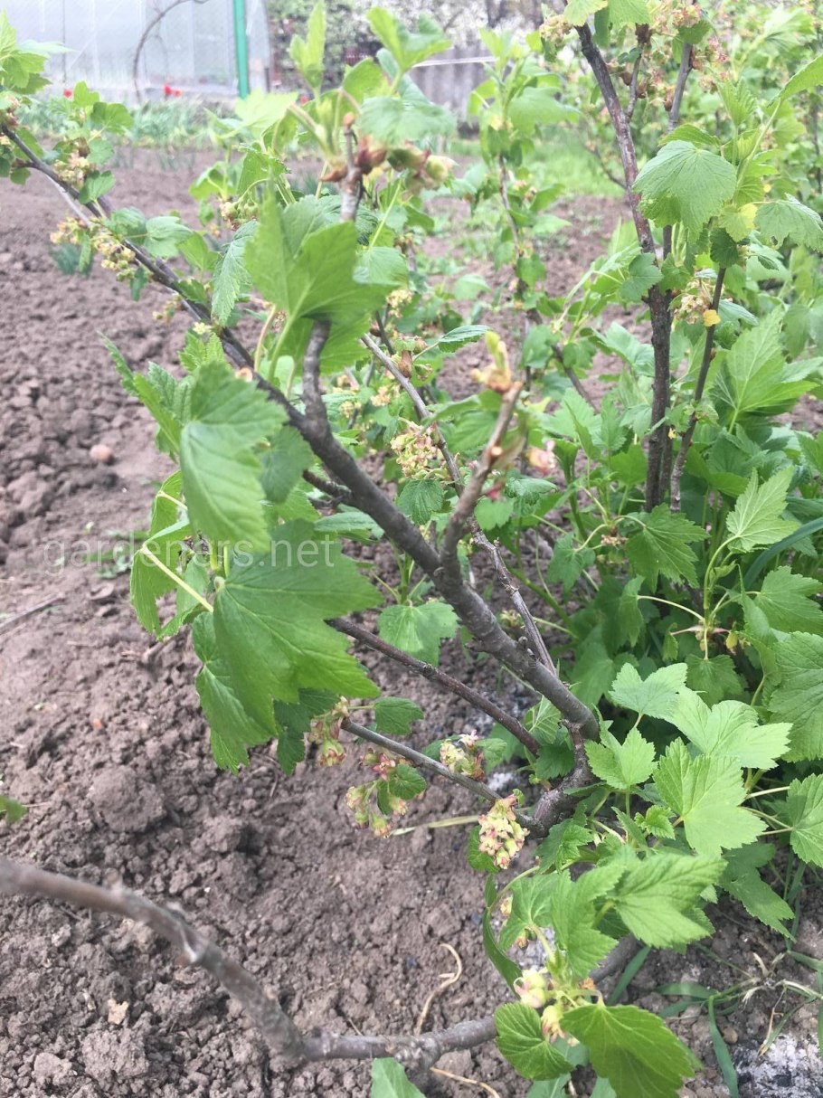 Черная смородина дерево