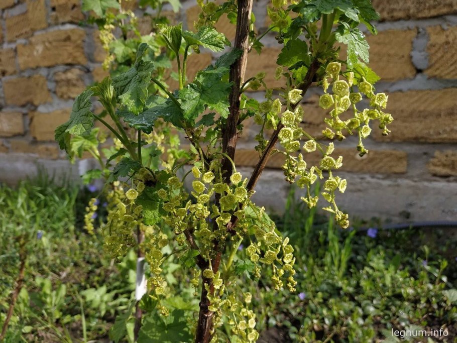 Дерево смородины весной