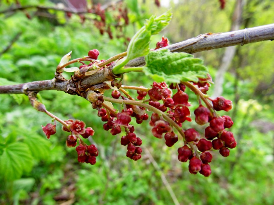 Куст смородины весной
