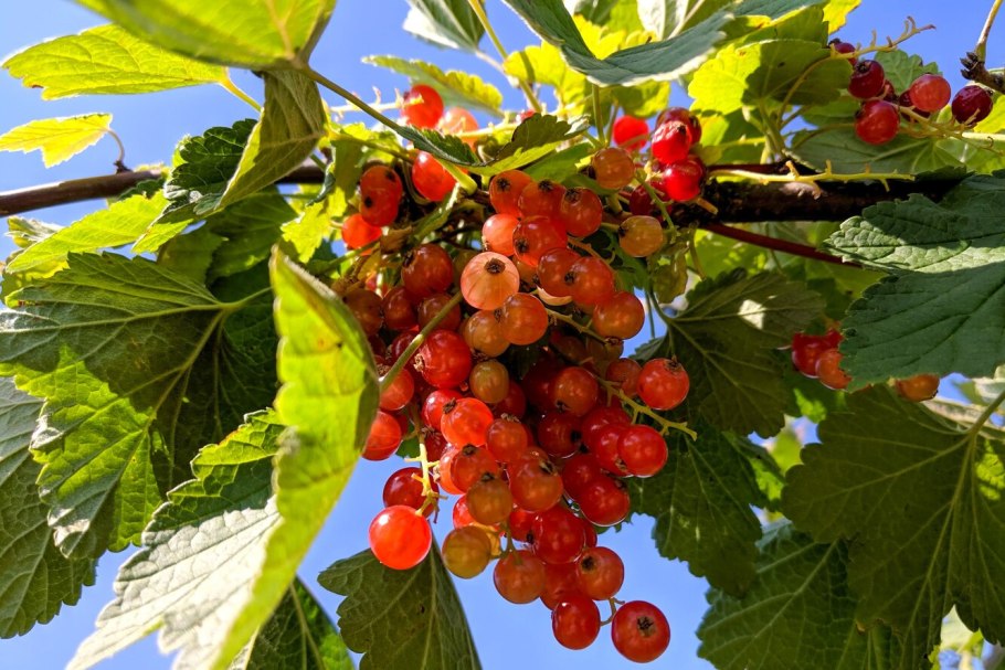 Росток крыжовника