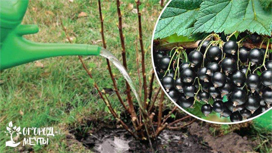 Смородиновый сад картинки