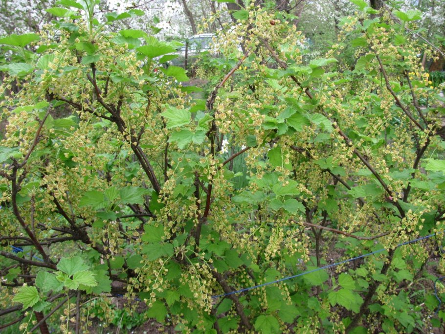 Листья смородины весной