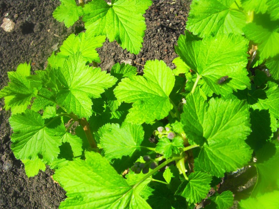 Осенняя подкормка смородины осенью