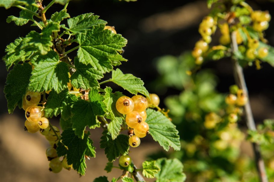 Черная смородина цветение