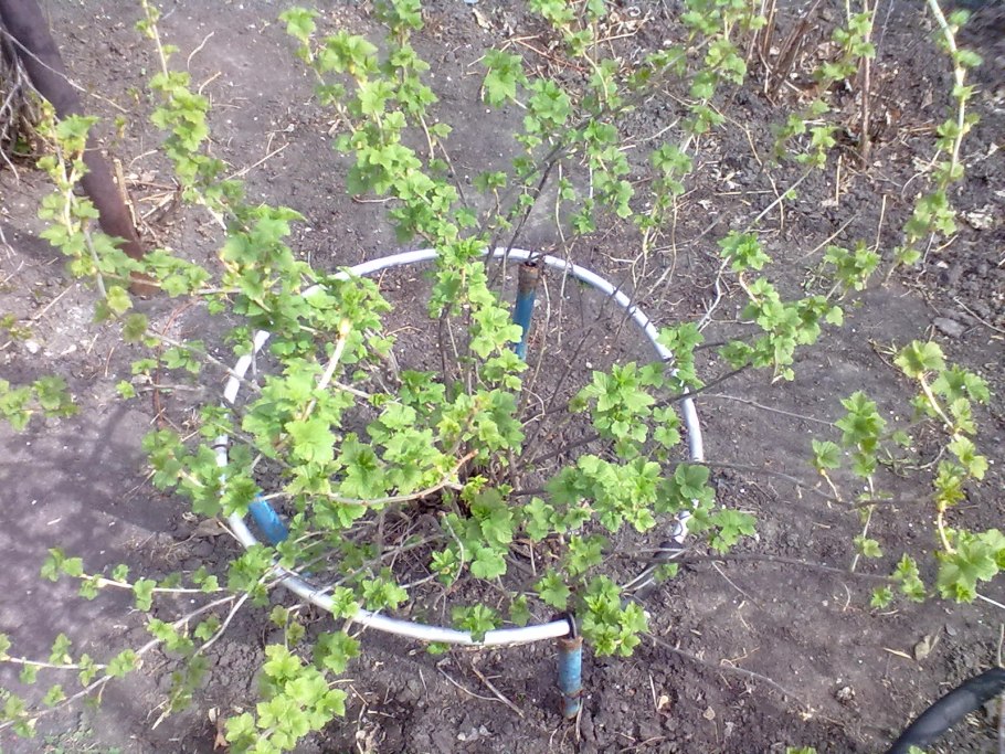 Смородина белая кустарник