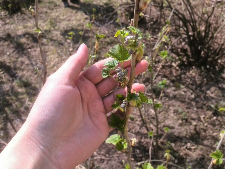 Смородина черный Аист