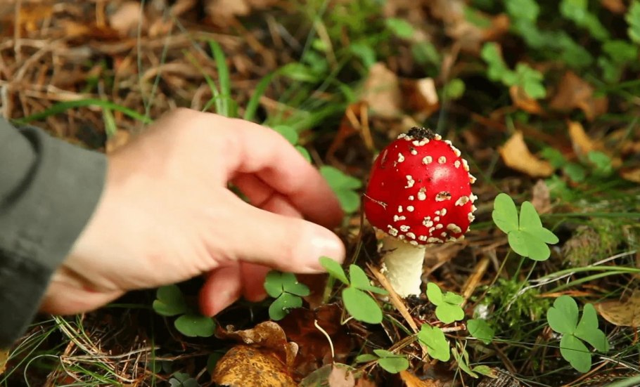 Съедобных и несъедобных растений, грибов, ягод