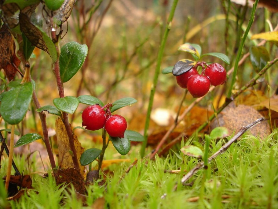 Костяника черника брусника