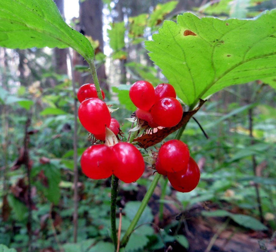 Несъедобные ягоды Сахалина
