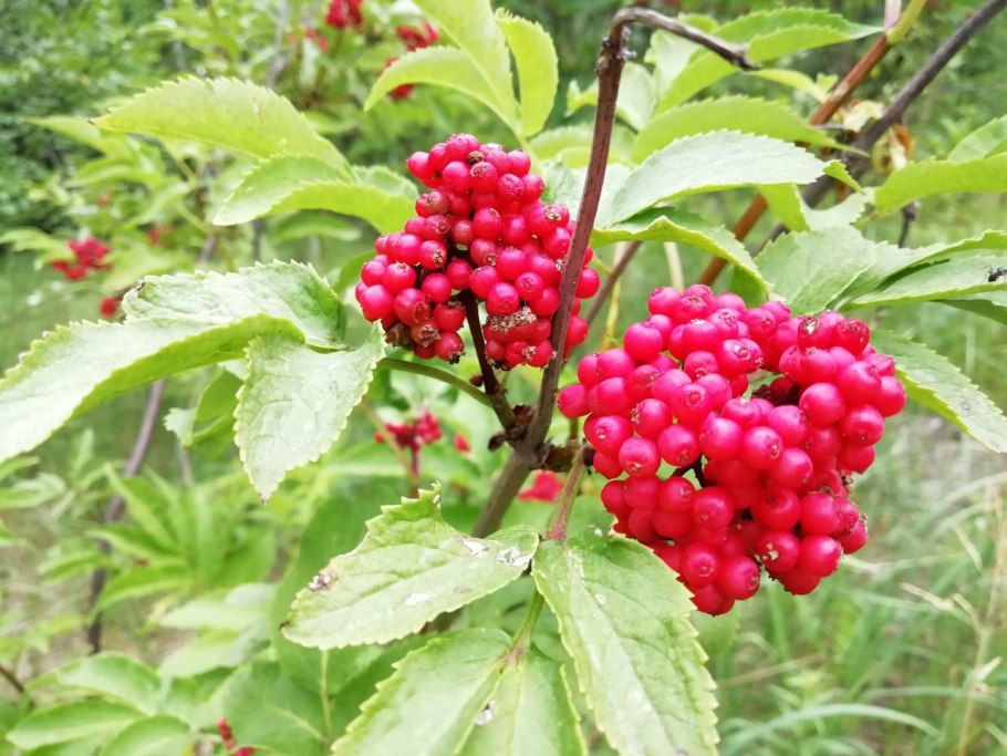 Лесные ягоды названия съедобные