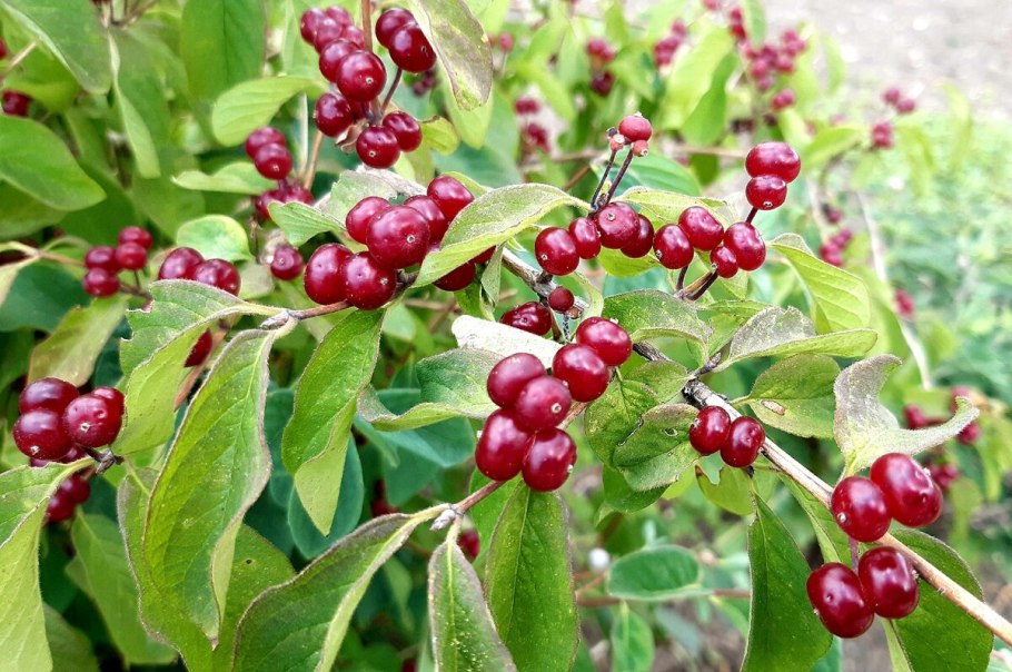 Лесная обыкновенная волчья ягода жимолость