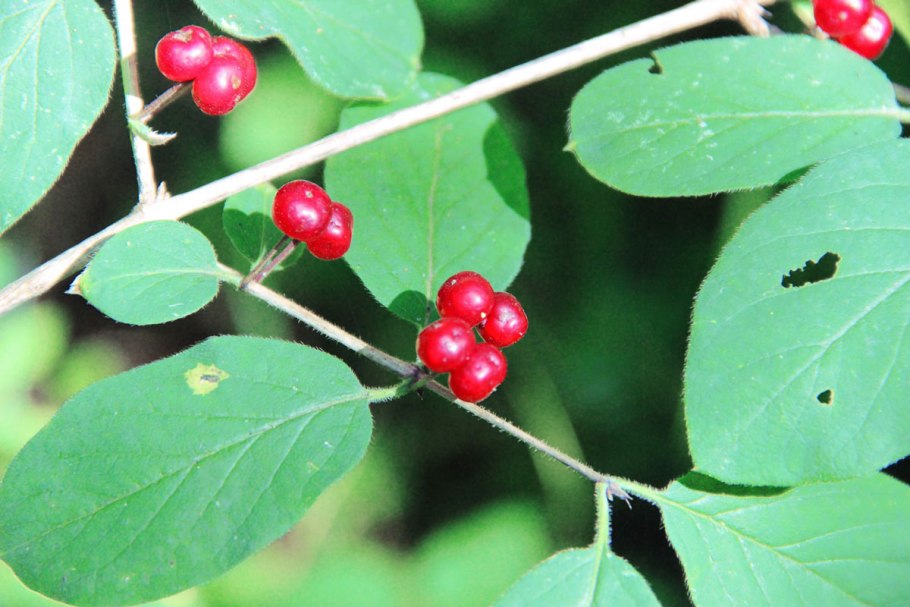 Ядовитые ягоды в лесу