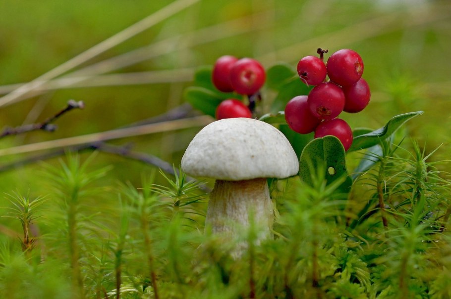 Белокрыльник болотный ягода
