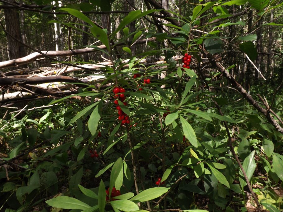 Растение волчье лыко