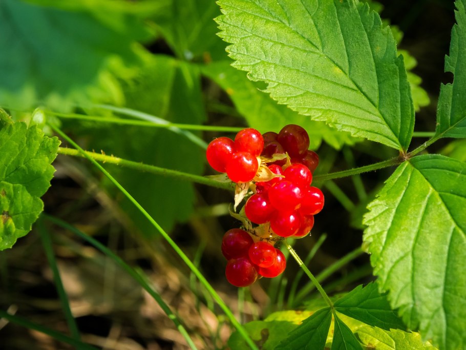 Бересклет бородавчатый ягоды