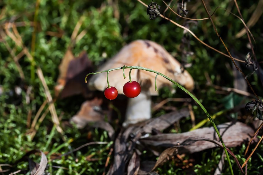 Съедобные и несъедобные Лесные ягоды