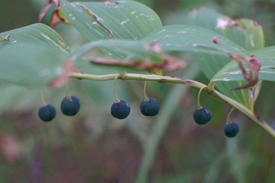 Лесные ягоды красные несъедобные