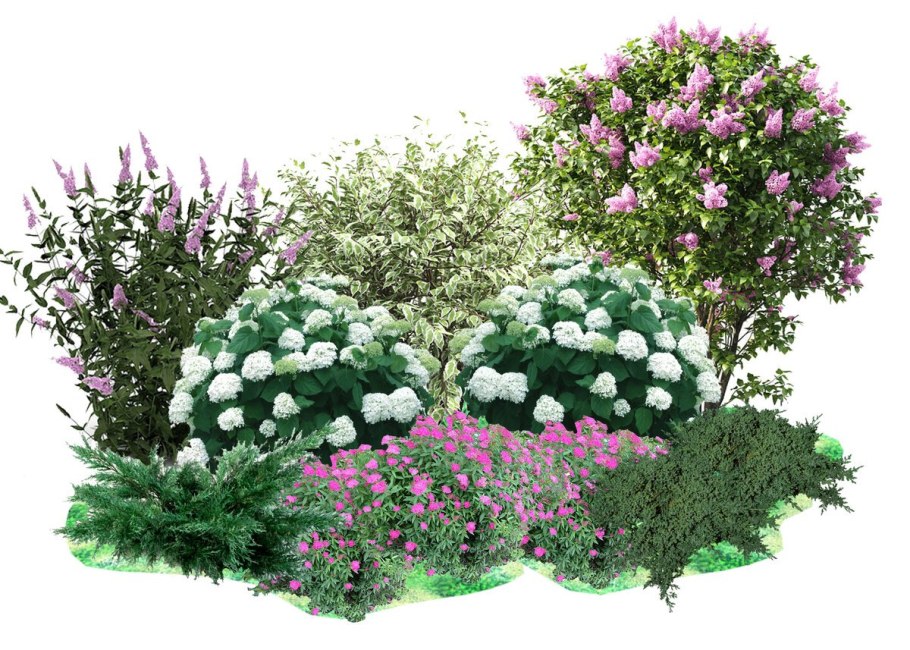 Папоротник садовый страусник