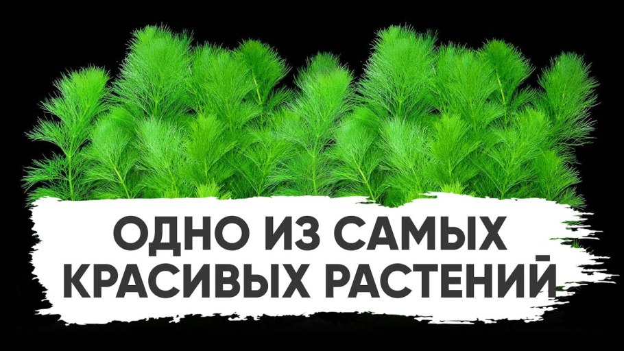 Схема миксбордера непрерывного цветения