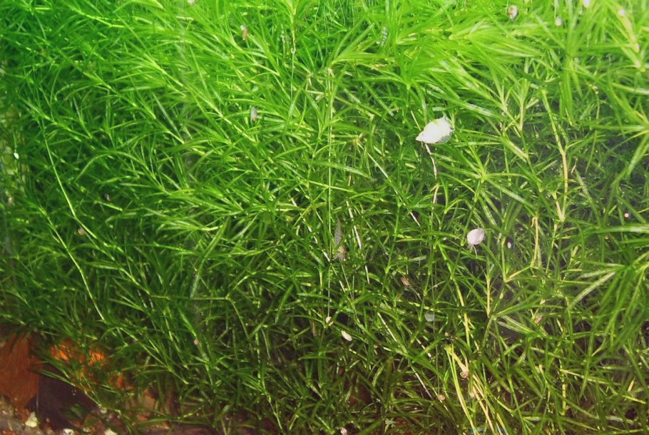 Наяс гваделупский