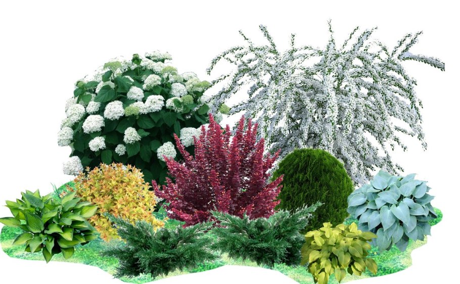 Тенелюбивые растения Хоста