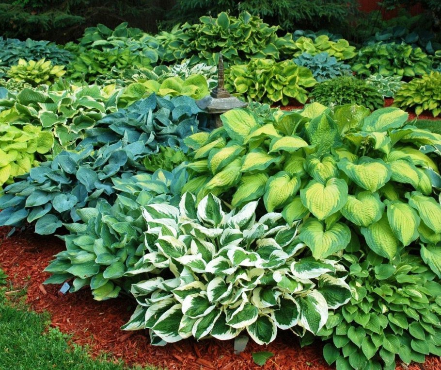 Ампельный Кактус рипсалис