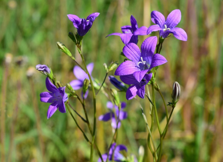 Колокольчик Луговой