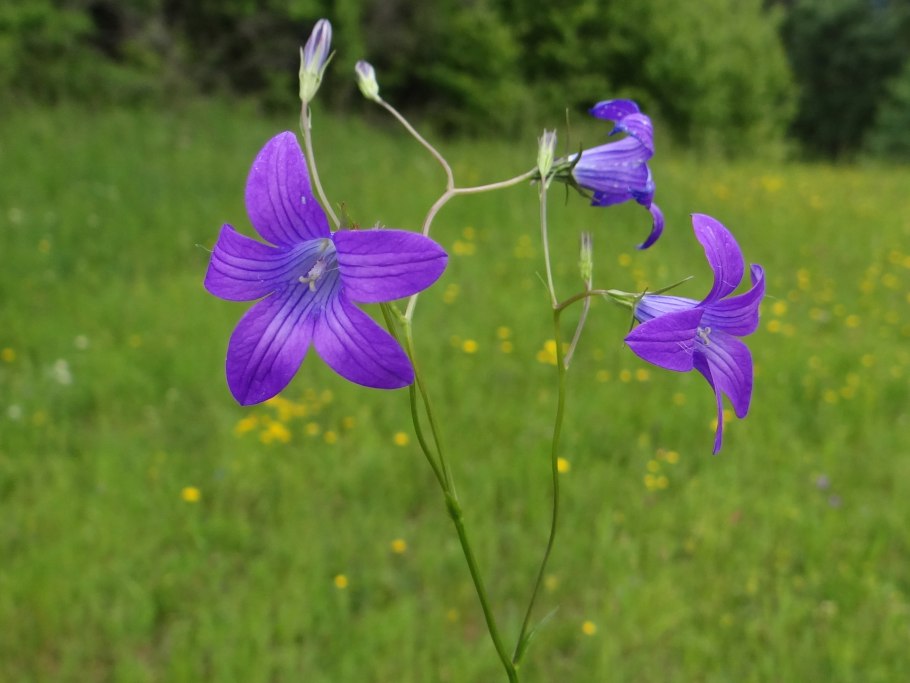 Колокольчик Луговой