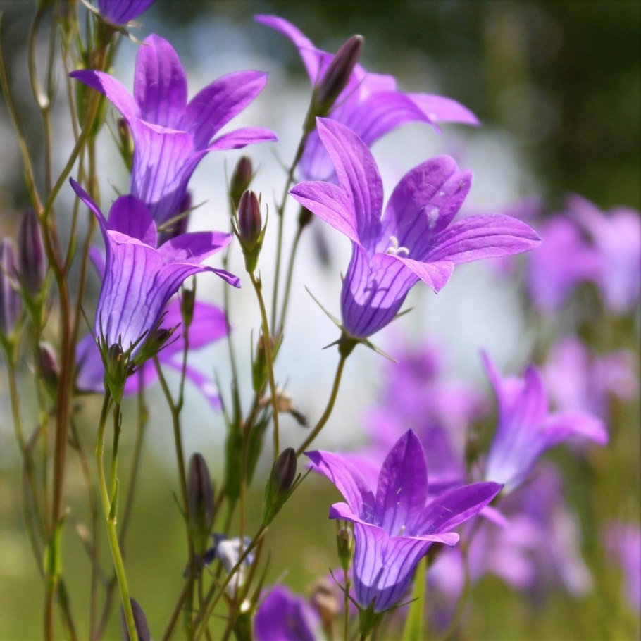 Рябчик шахматный