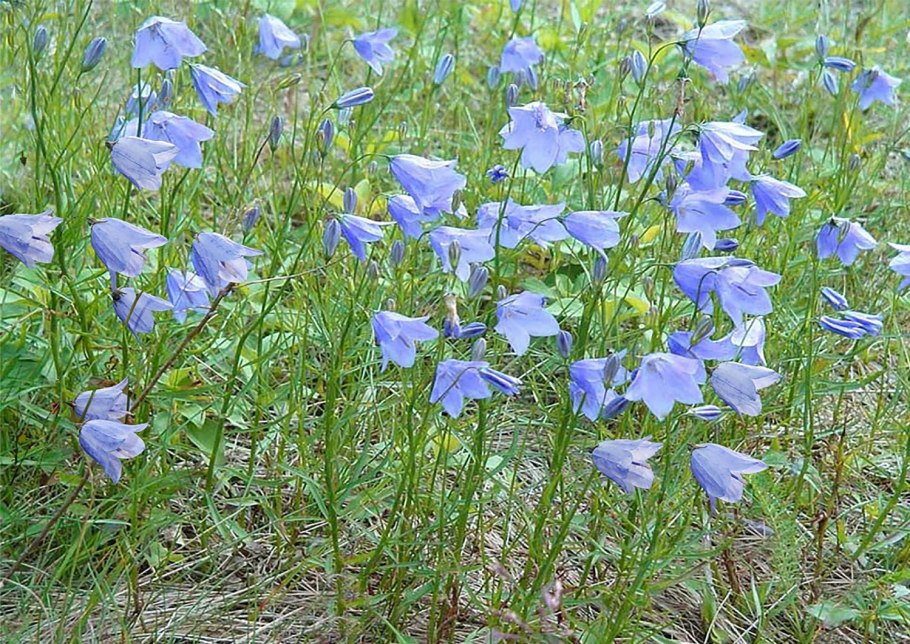 Колокольчик круглолистный о цветке