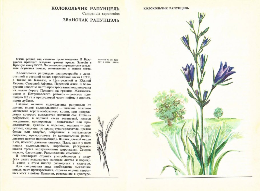 Рапунцель цветок колокольчик