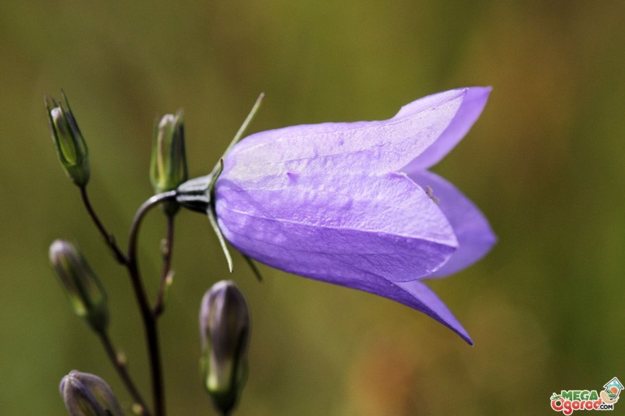Блюбель (Bluebell)