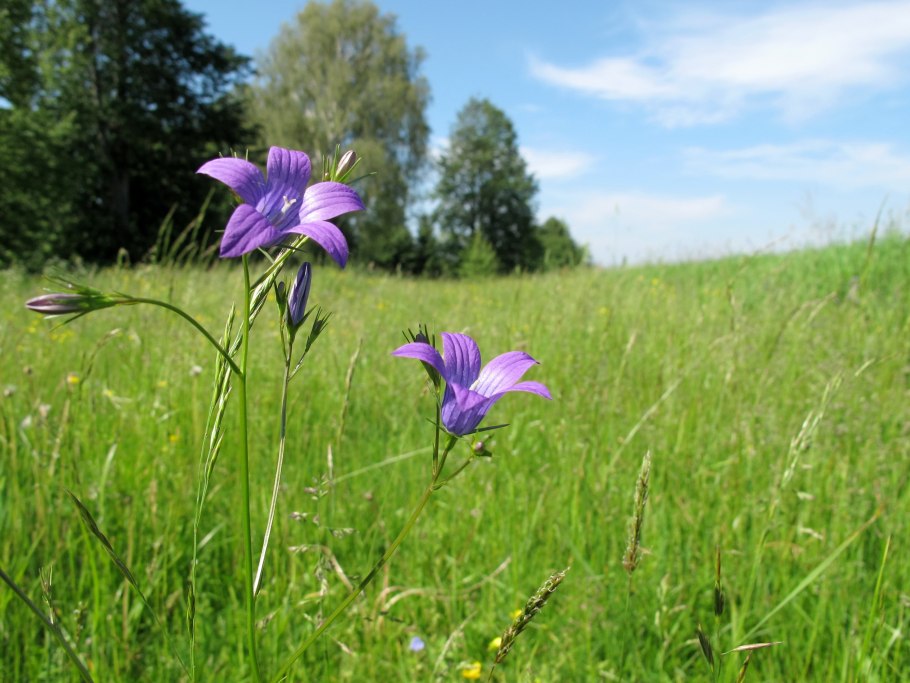 Campanula patula