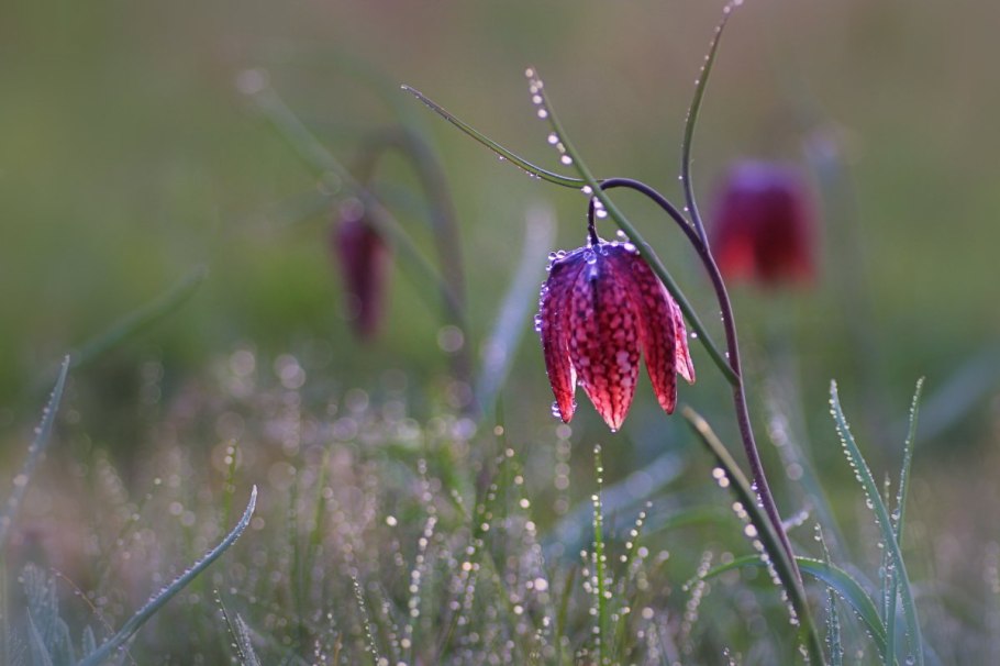 Колокольчик скученный (Campanula glomerata &#96;Freya&#96;