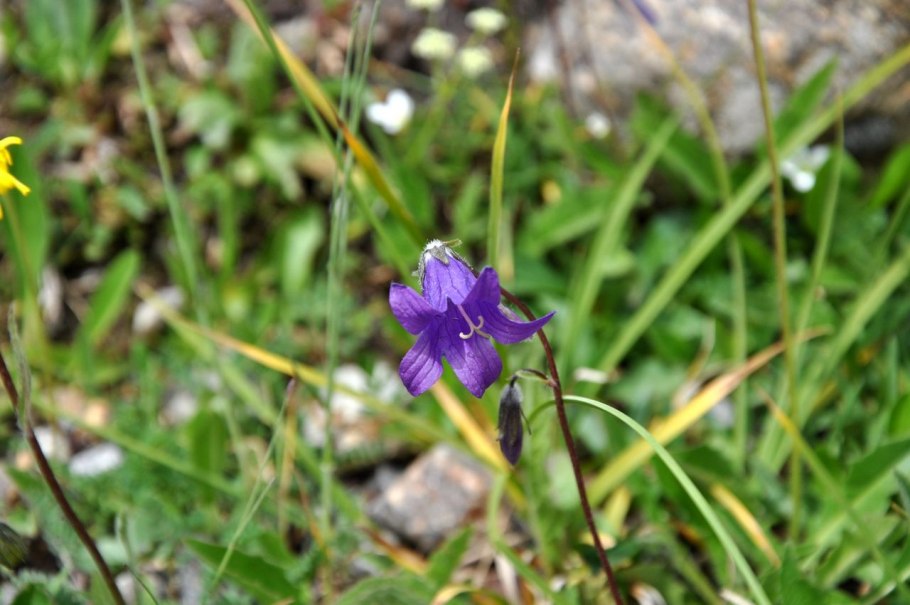 Campanula besenginica Fomin колокольчик Безенгийский