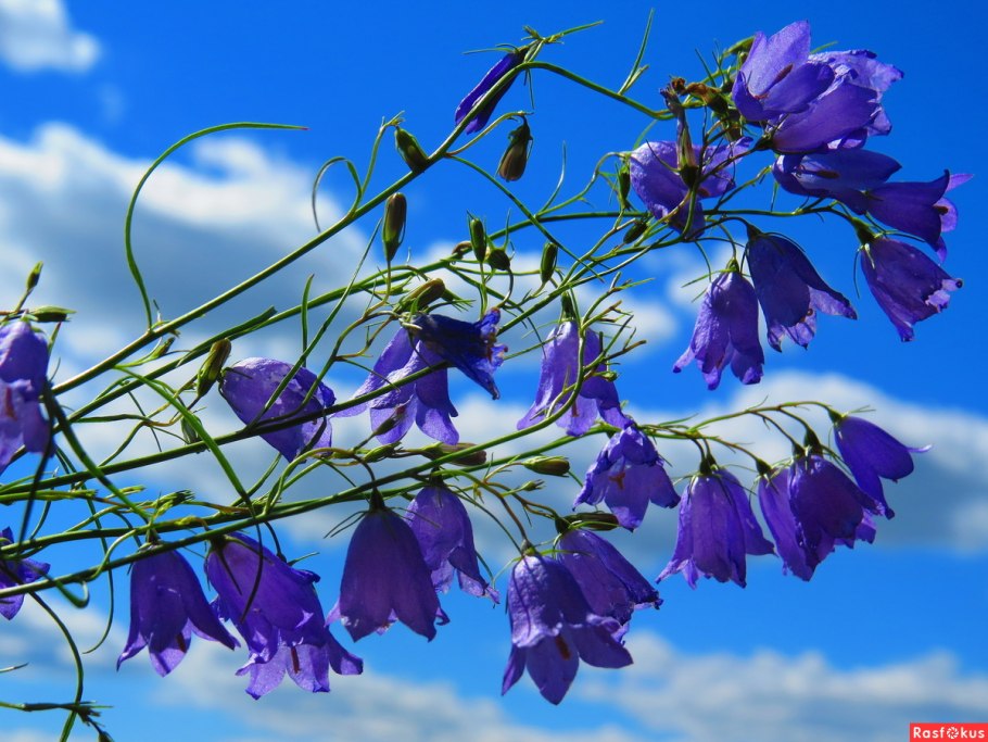 Колокольчик тонколистный полевой