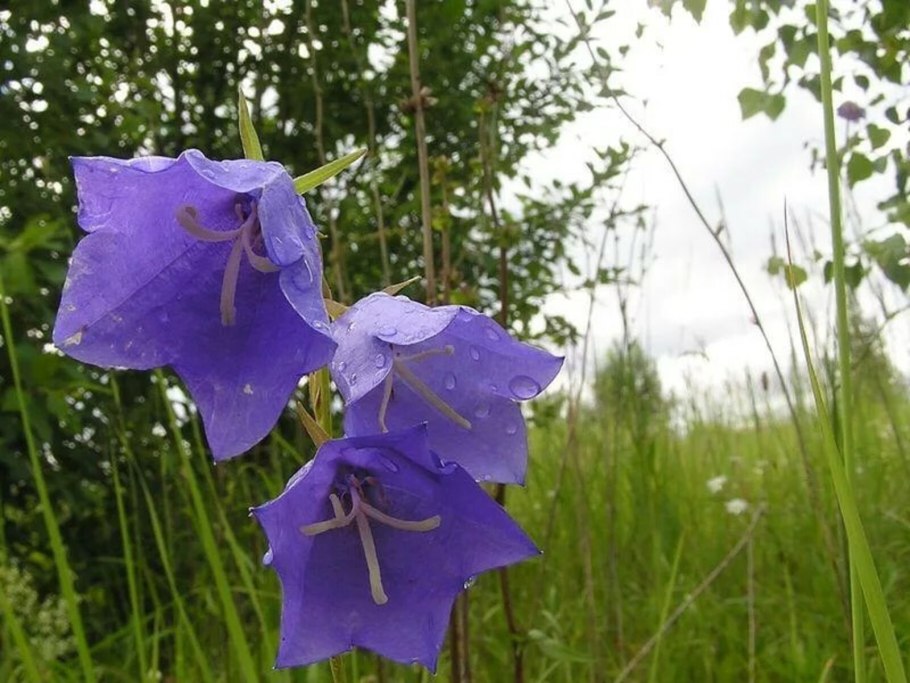 Колокольчик Сибирский полевой