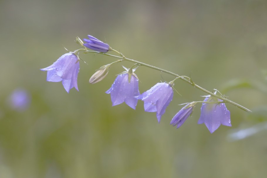 Campanula patula