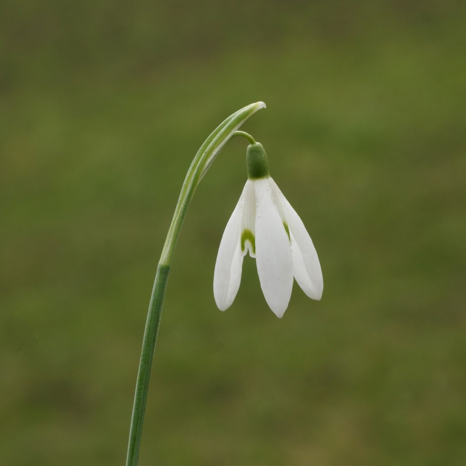 Колокольчик Луговой