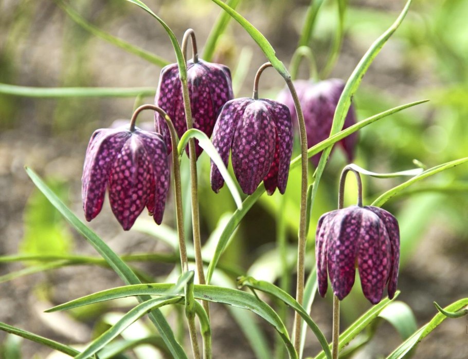 Колокольчик цветок весенний цветок