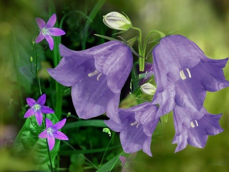 Кампанула barbata