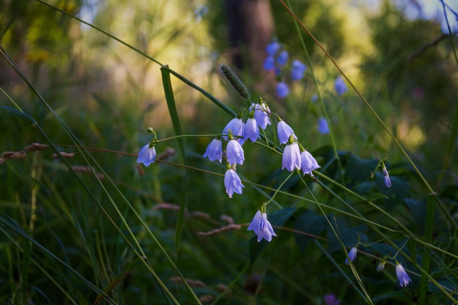 Колокольчик раскидистый