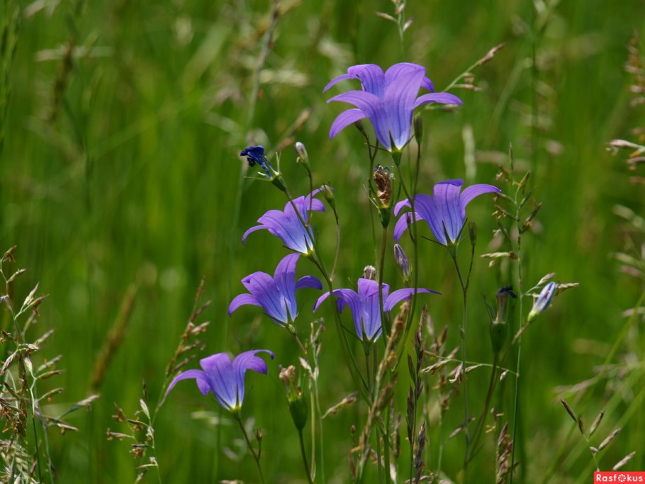 Колокольчик полевой на белом фоне